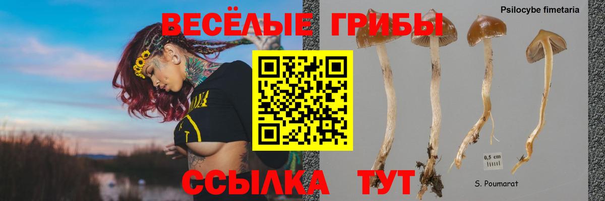 Псилоцибиновые грибы ЛСД  Вход с VPN  Похвистнево  даркнет сайт  Псилоцибиновые грибы Cubensis 